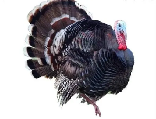 Kurka xo‘roz (85 ming/kg)