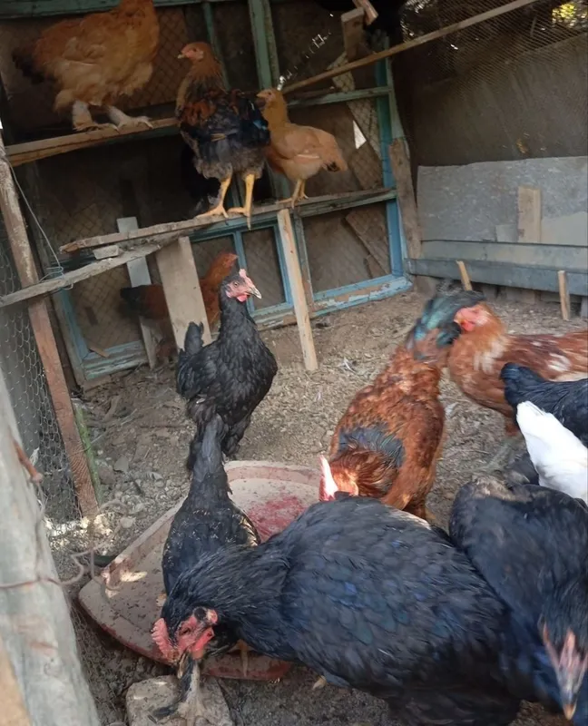Продаются куры и петухи 3