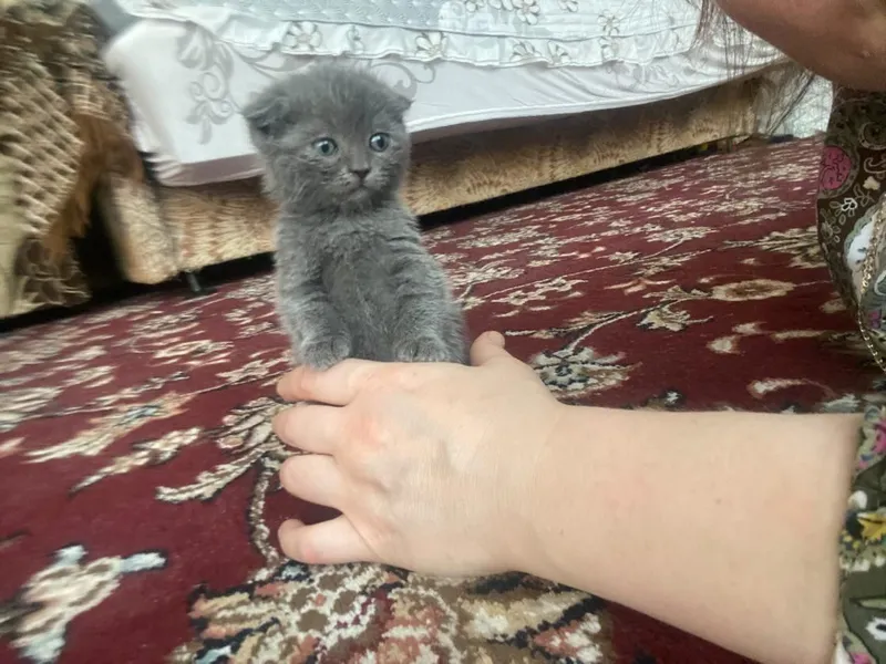 Продам котят породистые 2