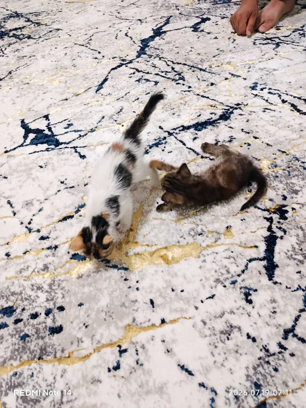 Котята 1 Котята 1