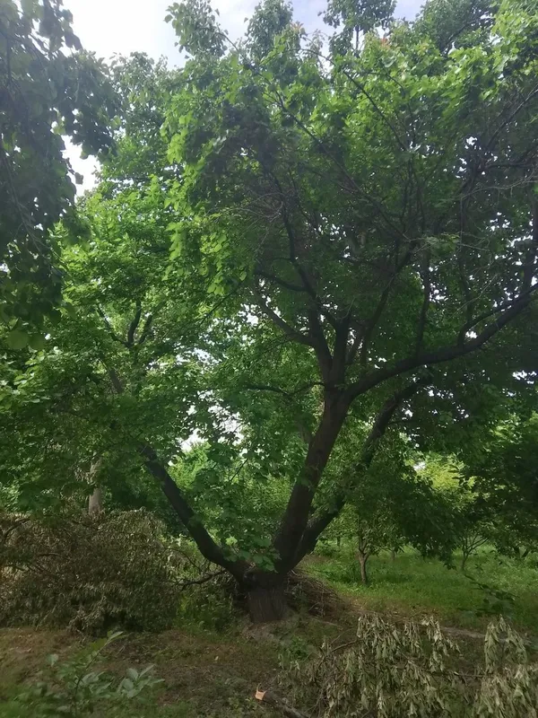 Oʻrik daraxti tupi bilan sotiladi va quruq oʻtin sotiladi — фото 1