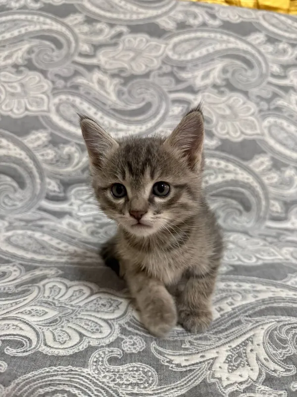 Котенок, отдам в хорошие руки 4
