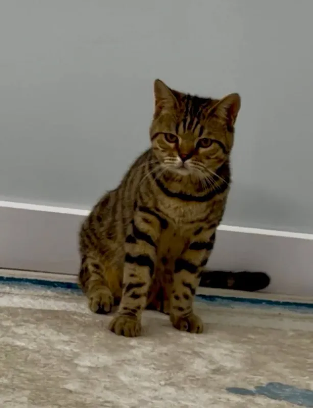 8 oylik bengal mushugi 1 8 oylik bengal mushugi 1