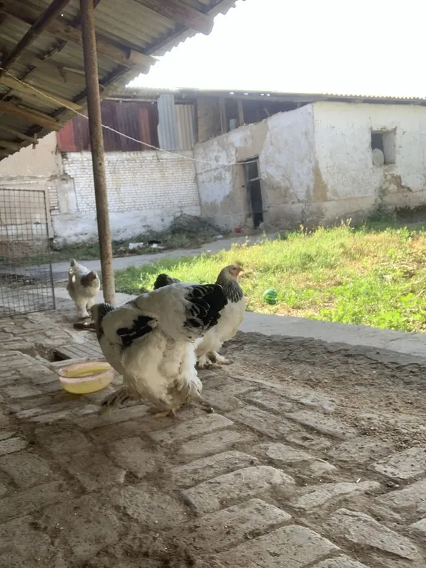 1yillk tovuqlar 3tasi tuxumda 1tasi kurkdan chiqdi — фото 2