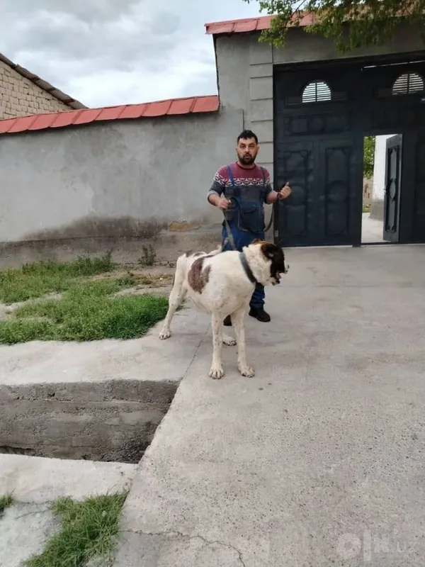 Продаётся алабай 4 Продаётся алабай 4