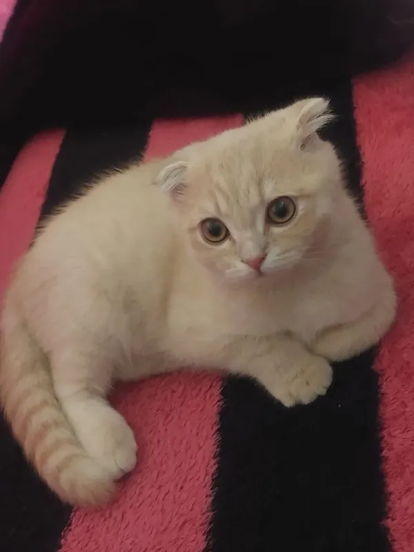Scottish fold mushuk 3 Scottish fold mushuk 3