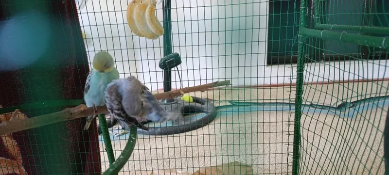 Korella va papugaylar. 8 Korella va papugaylar. 8