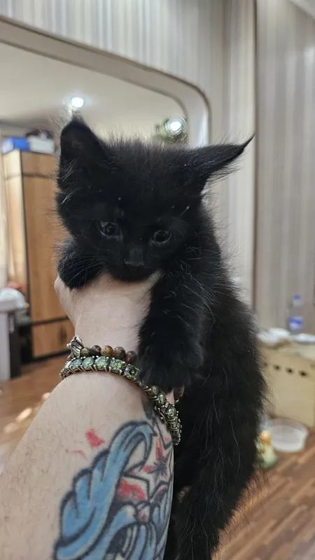 Красивые котята на половину Мейн-кун — фото 1 Красивые котята на половину Мейн-кун — фото 1