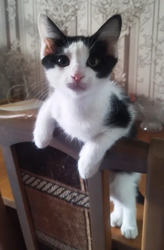 Отдам котят в добрые ручки!!! 3