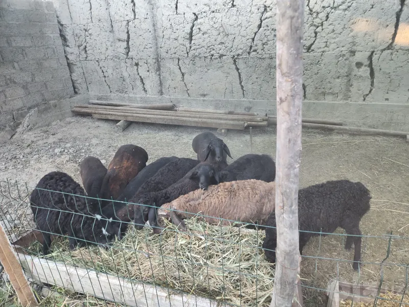 4 5 oylik barra qoylar sotiladi 3 4 5 oylik barra qoylar sotiladi 3