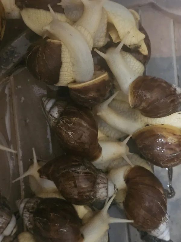 Срочно улитка продам 3
