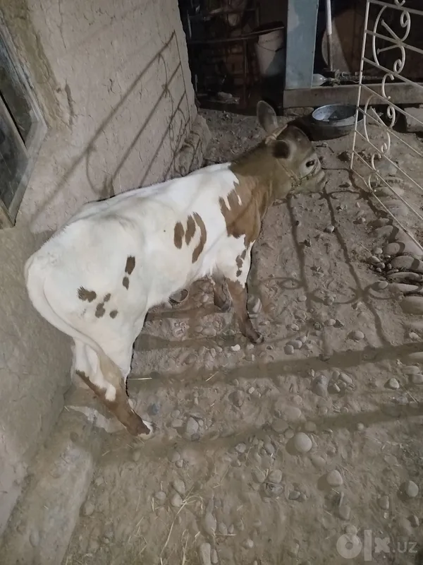 Buzoq sotiladi urugochi 1oylidan otkan gartiya bor yeb ichishi yaxwi Buzoq sotiladi urugochi 1oylidan otkan gartiya bor yeb ichishi yaxwi