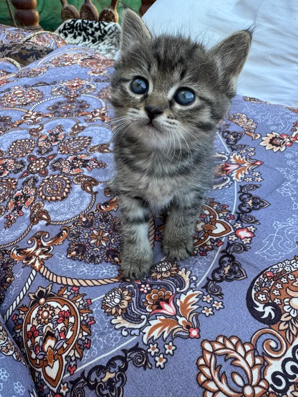Котята бесплатно — фото 2