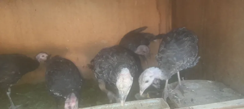 3 oyli kurkala sotladi 2 3 oyli kurkala sotladi 2