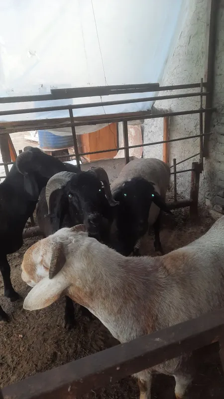 Qurbonlik uchun qo'ylar