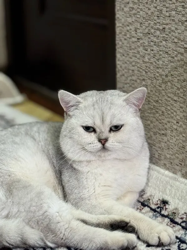 Вязка кот. Опытный кот. Приглошаем кошек 2 Вязка кот. Опытный кот. Приглошаем кошек 2