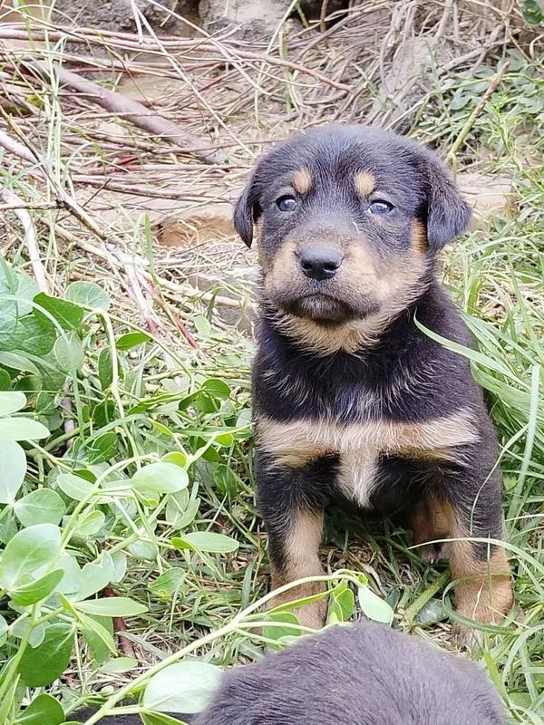 Rottweiler sotiladi