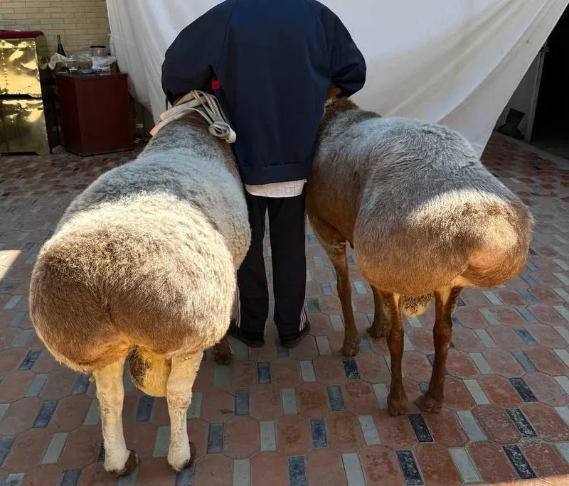 Hisori arashan qo‘ylar sotiladi 2 ta yirik — 100+ kg, zot va qurbonlik — фото 2