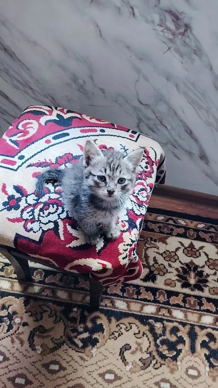 Отдам котёнка в хорошие руки, очень ласковая