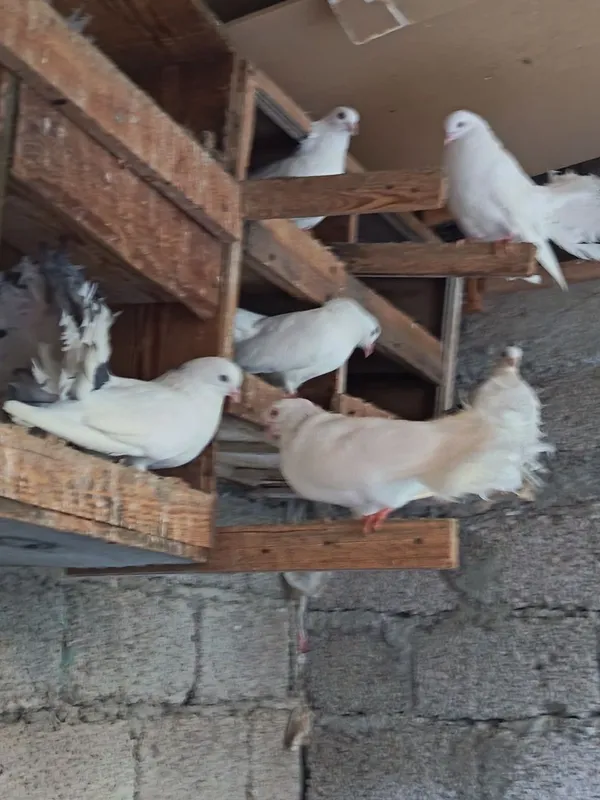 Продаётся голуби 2 Продаётся голуби 2