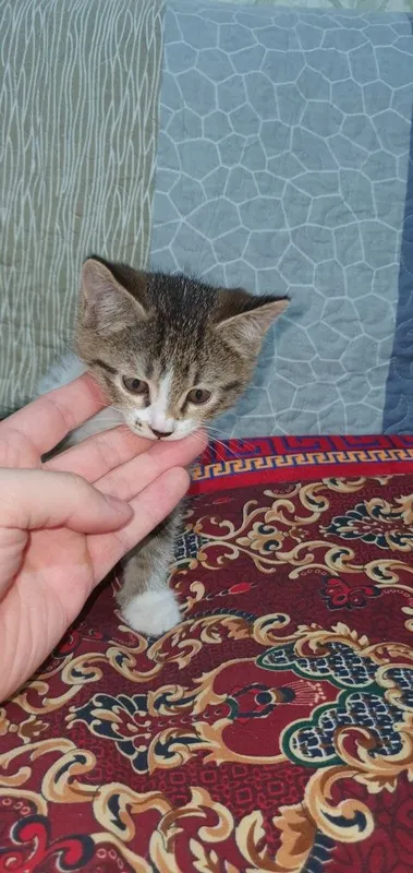 Yaxshi qo‘llarga beramiz 5 Yaxshi qo‘llarga beramiz 5