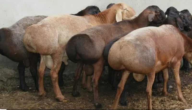 Qurbonlik uchun qoylar