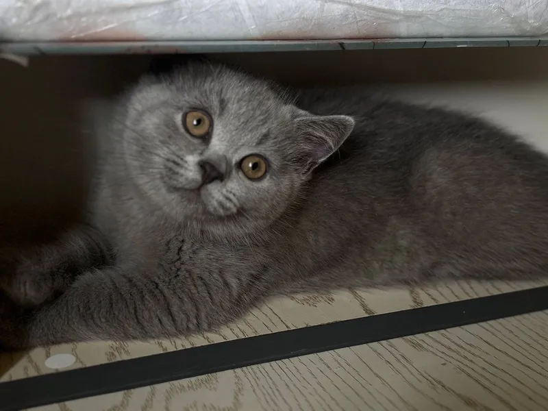 Милые, сладкие котята. — фото 1