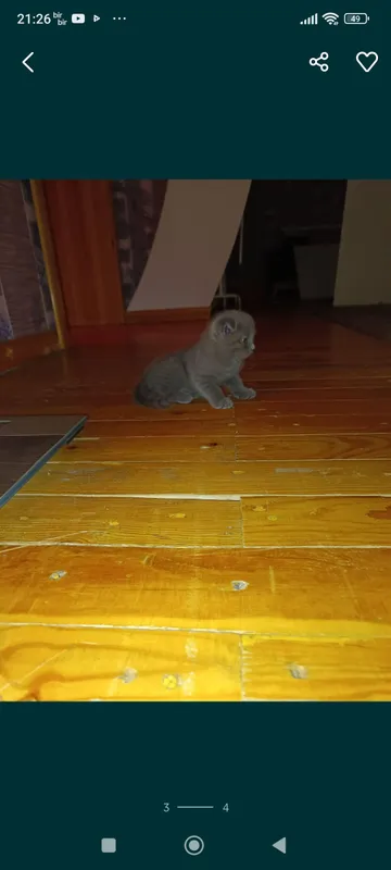 продается котенок вислоухий от правильной вязки 2