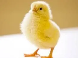 Broler jojalari sotuvda Broler jojalari sotuvda