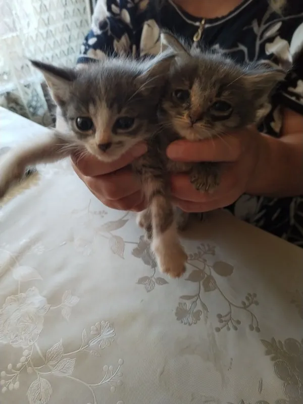 Отдам котенка в хорошие руки — фото 1