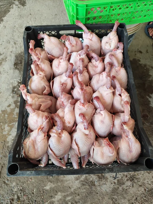 Faydali mazzali bedana gosht