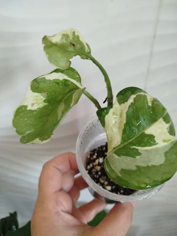 Epipremnum Enjoy detkasi