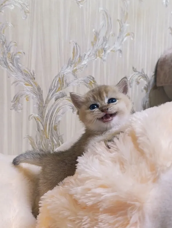 Котёнок золотая шиншилла. 5 Котёнок золотая шиншилла. 5