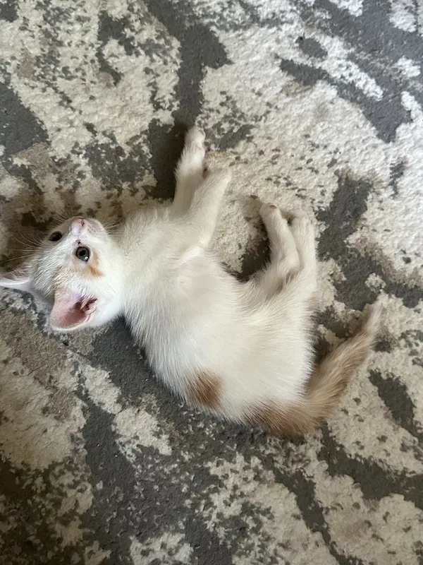 Котёнок(мальчик)ищет любящую семью 2 Котёнок(мальчик)ищет любящую семью 2