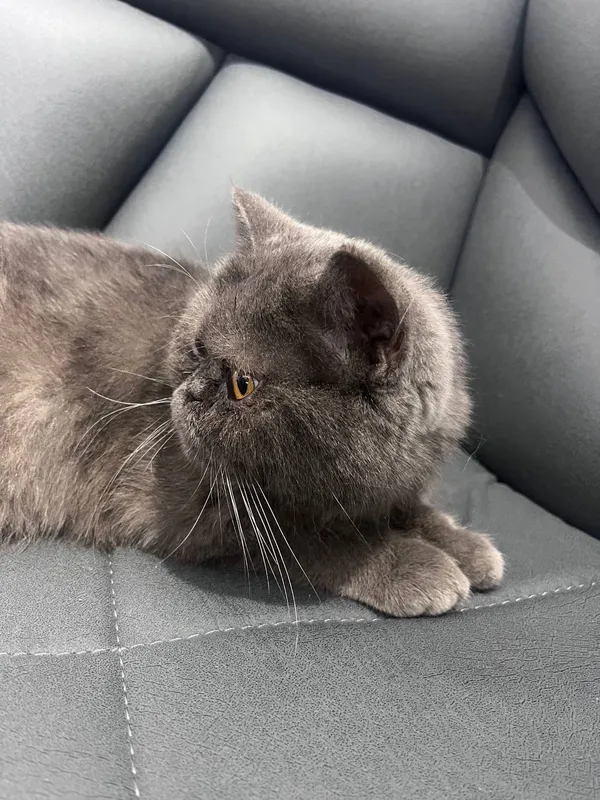 Exotic Shorthair