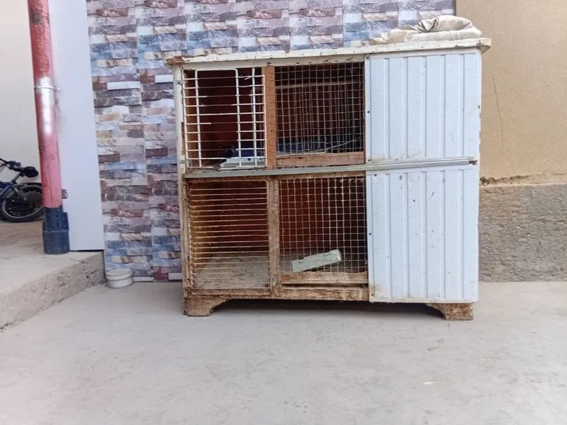 Quyon va tovuq katak 1