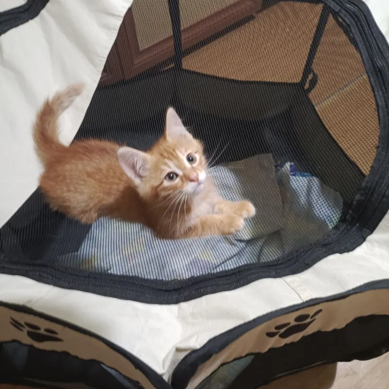 Котята в добрые руки — фото 2 Котята в добрые руки — фото 2
