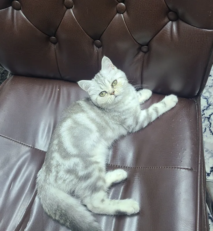 British Shorthair silver mushuk qizbola 4oyli