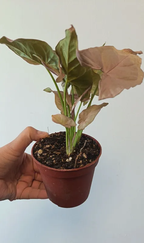 Syngonium Neon Pink 5