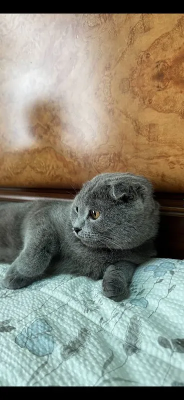 Scottish fold mushugi sotiladi — фото 2