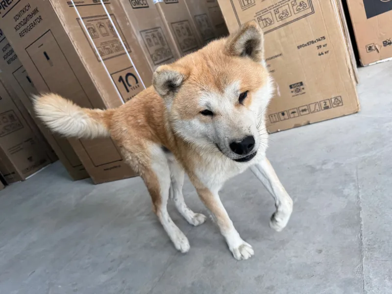 Akita inu zotli it qoni toza narxi 300$ kami bor — фото 2
