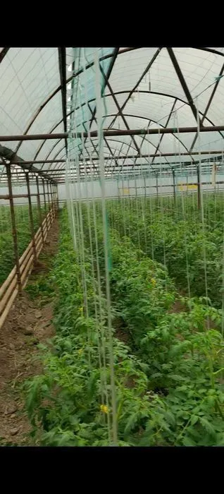 Продажа теплицы 1.7 га Кибрай 2