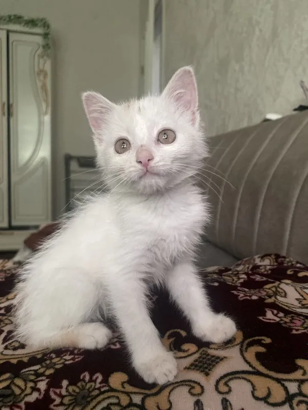 Кошки месни имй митвой