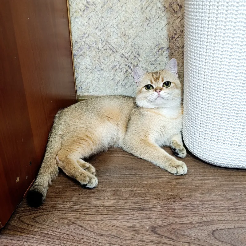 Shinshila