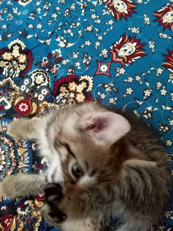 Отдам котенка хорошие руки 4