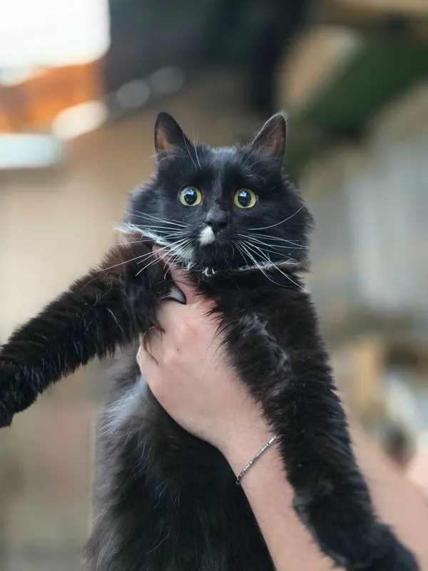 Котёнок, 6 месяцев — фото 7