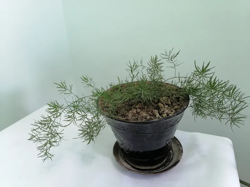 Xonaki gullar sotiladi — фото 4 Xonaki gullar sotiladi — фото 4