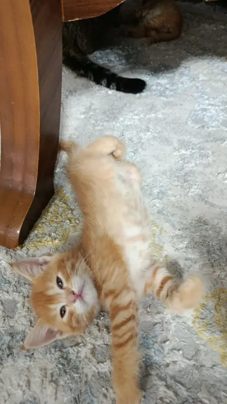 Hadiyaga beriladi 3 Hadiyaga beriladi 3