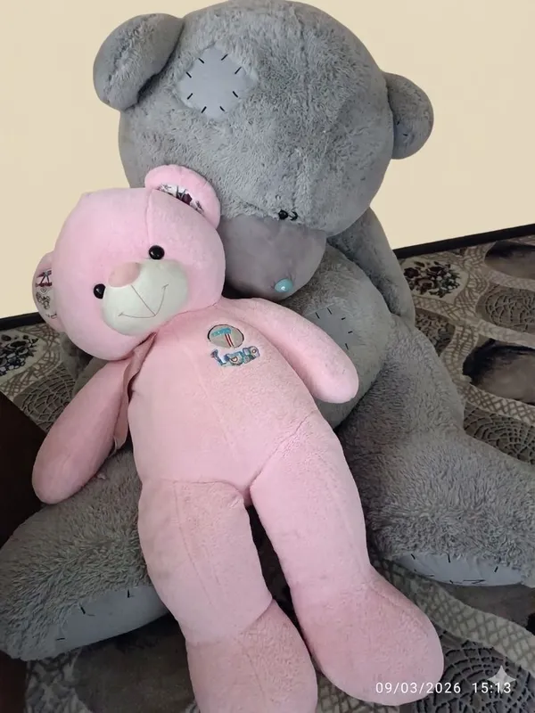 Pushti ayiq va teddy