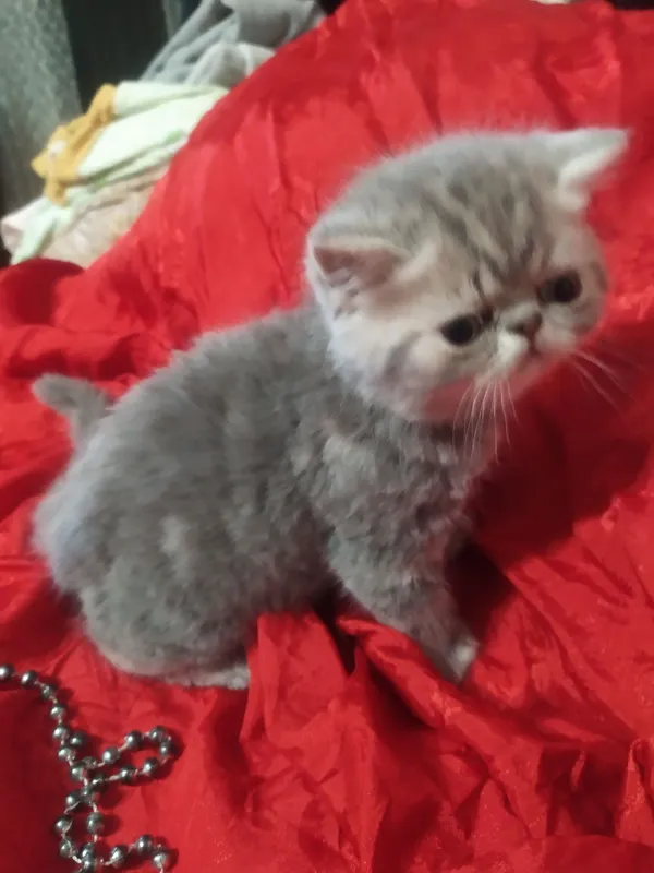 Продам котят породы экзот — фото 6
